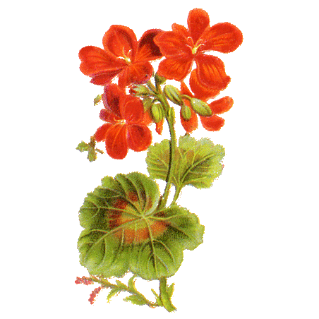 Géranium Robert en gélules (Geranium robertianum)