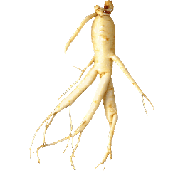 Ginseng Rouge bio en gélules Panax ginseng Meyer (Tonus et Forme)