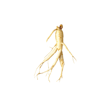 Ginseng Rouge bio en gélules Panax ginseng Meyer (Tonus et Forme)