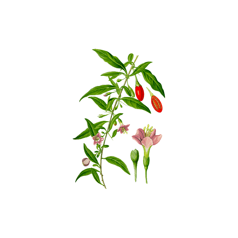 Baies de Goji en gélules Pullulan (Lycium barbarum tibeticum)
