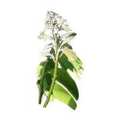 Griffonia L5-HTP en gélules, antidépresseur naturel