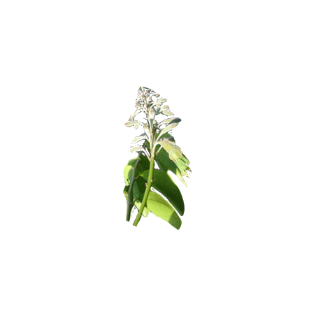 Griffonia L5-HTP en gélules, antidépresseur naturel