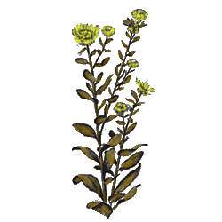Grindelia robusta en gélules (Voies respiratoires)