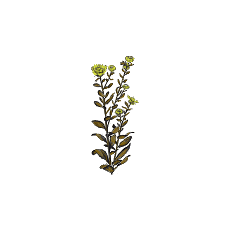 Grindelia robusta en gélules (Voies respiratoires)