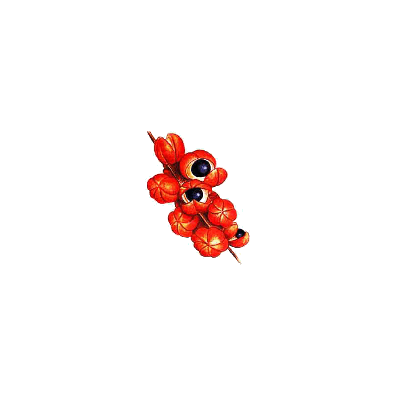 Guarana en gélules (Paullinia cupana), tonus et forme