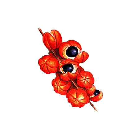 Guarana en gélules (Paullinia cupana), tonus et forme