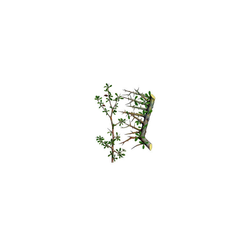 Gugulon en gélules (Commiphora mukul) - Cholestérol