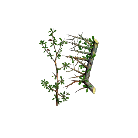 Gugulon en gélules (Commiphora mukul) - Cholestérol