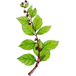 Gymnema Sylvestris en gélules - Cure minceur et glycémie