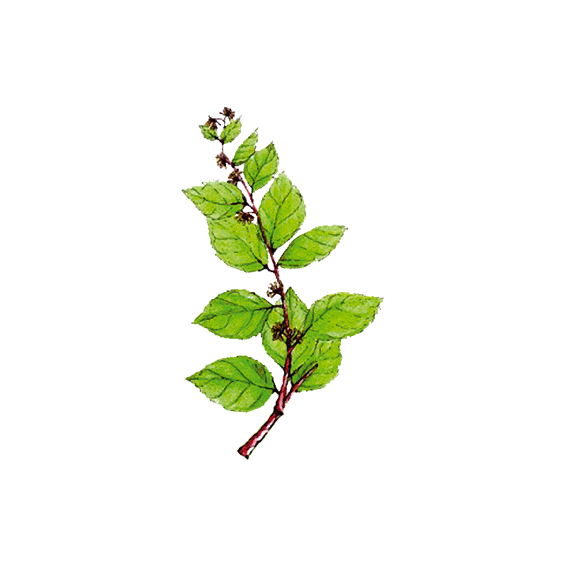 Gymnema Sylvestris en gélules - Cure minceur et glycémie