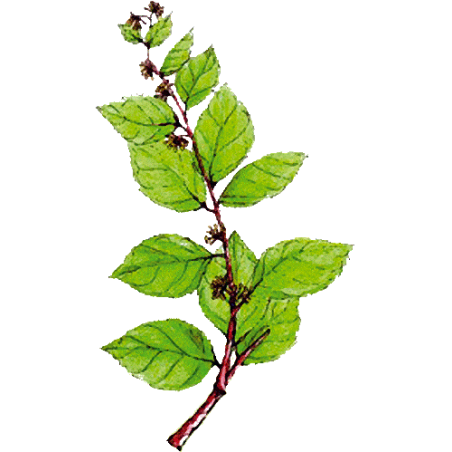 Gymnema Sylvestris en gélules - Cure minceur et glycémie