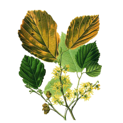 Hamamélis virginiana Bio en gélules - Circulation veineuse