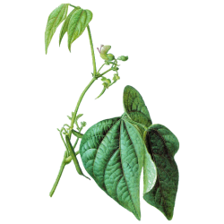 Haricot cosse en gélules (Phaseolus vulgaris)