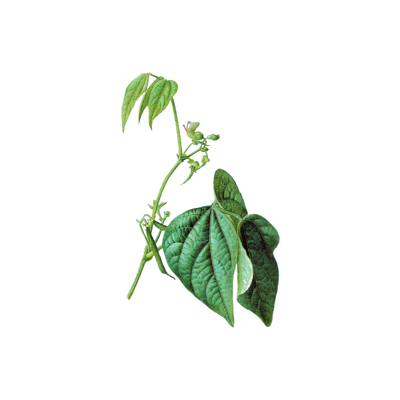 Haricot cosse en gélules (Phaseolus vulgaris)
