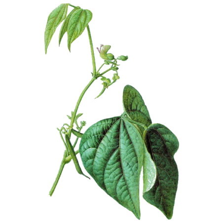 Haricot cosse en gélules (Phaseolus vulgaris)