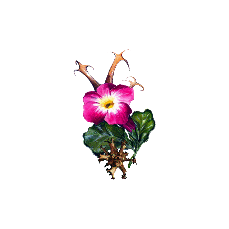 Harpagophytum Bio en gélules - Anti-inflammatoire naturel