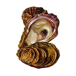Poudre de coquille d'Huître en gélules
