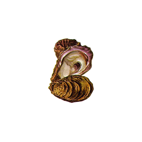 Poudre de coquille d'Huître en gélules