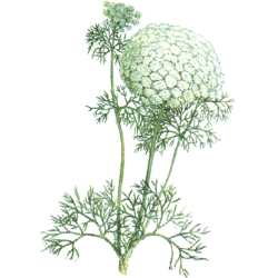 Khella Amni visnaga en gélules pour le coeur