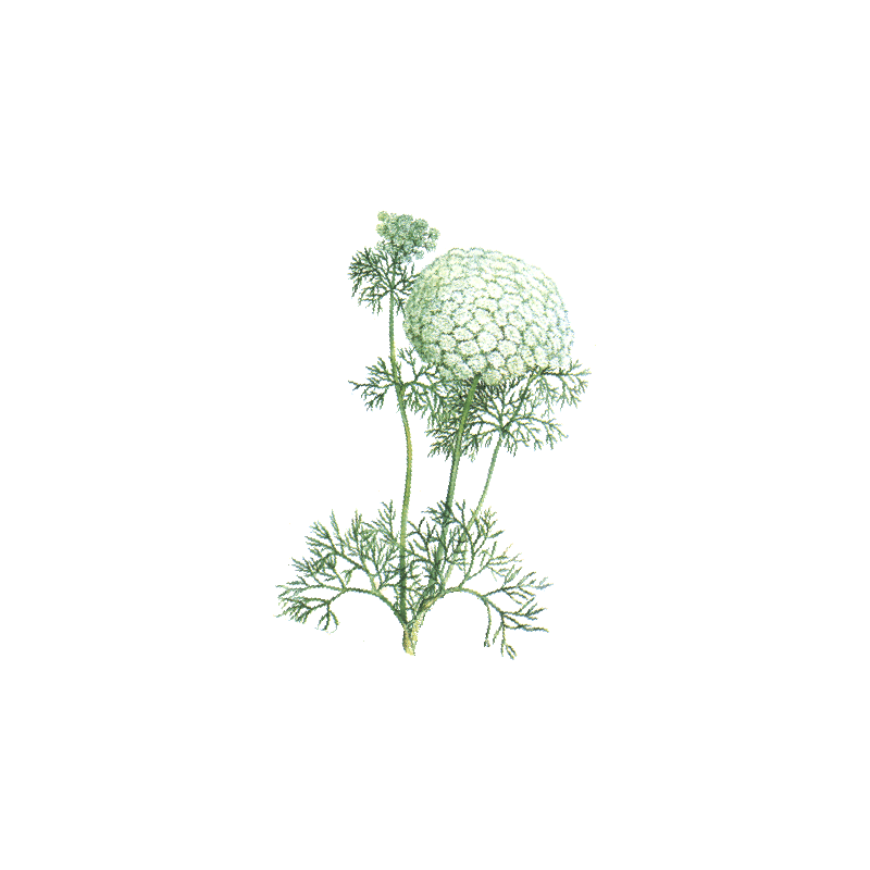 Khella Amni visnaga en gélules pour le coeur