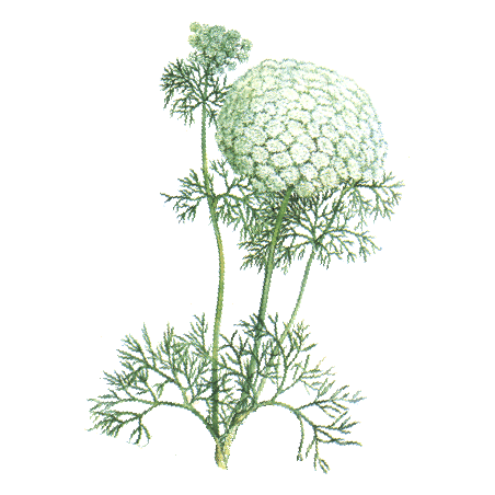 Khella Amni visnaga en gélules pour le coeur