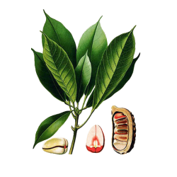 Noix de Kola en gélules (Cola acuminata)