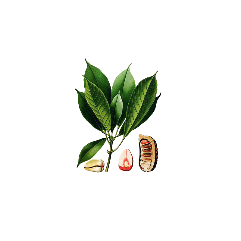 Noix de Kola en gélules (Cola acuminata)
