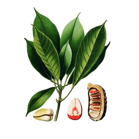 Noix de Kola en gélules (Cola acuminata)