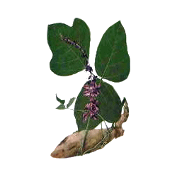 Kudzu racine en gélules Pullulan (Pueraria lobata)