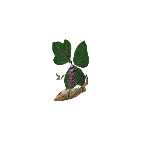 Kudzu racine en gélules Pullulan (Pueraria lobata)