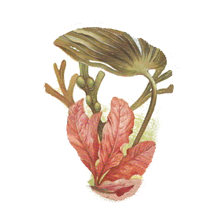 Laminaires algue en gélules (Laminaria digitata)