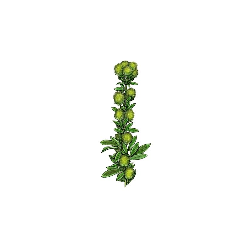 Lespedeza capitata en gélules herboristerie