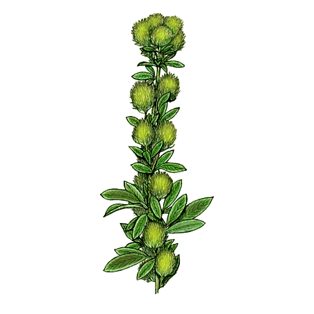 Lespedeza capitata en gélules herboristerie