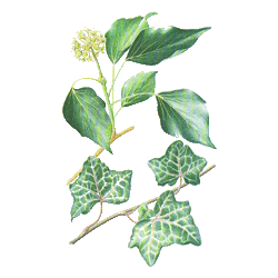 Lierre Grimpant en gélules (Hedera helix)