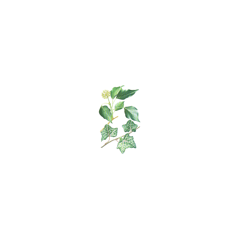 Lierre Grimpant en gélules (Hedera helix)