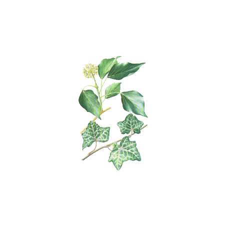 Lierre Grimpant en gélules (Hedera helix)