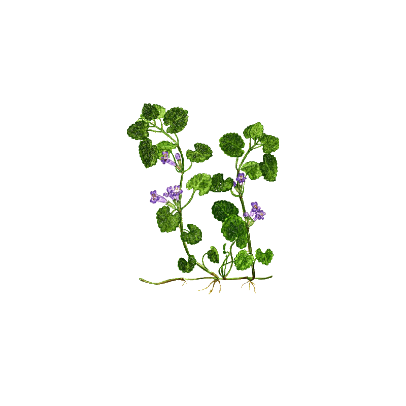 Lierre Terrestre en gélules pour les voies respiratoires (Glechoma hederacea)