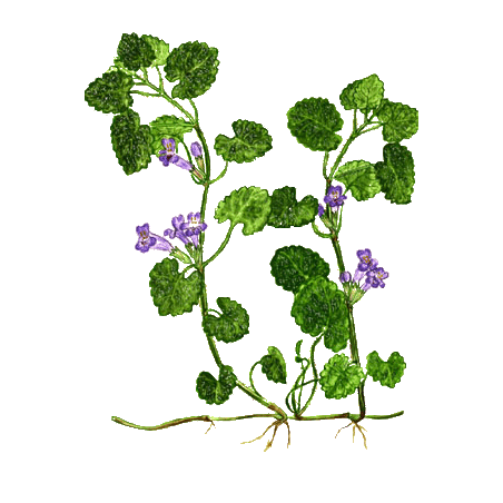 Lierre Terrestre en gélules pour les voies respiratoires (Glechoma hederacea)