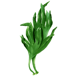 Lithotamne algue en gélules (Lithothamnium calcareum)