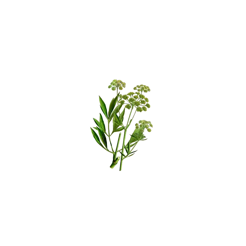 Livèche racine en gélules Pullulan (Levisticum officinale)