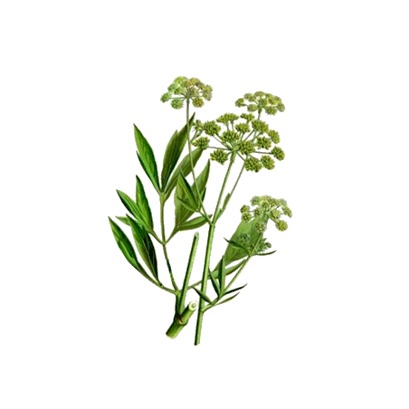 Livèche racine en gélules Pullulan (Levisticum officinale)