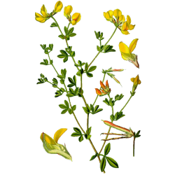 Lotier en gélules (Lotus corniculatus)