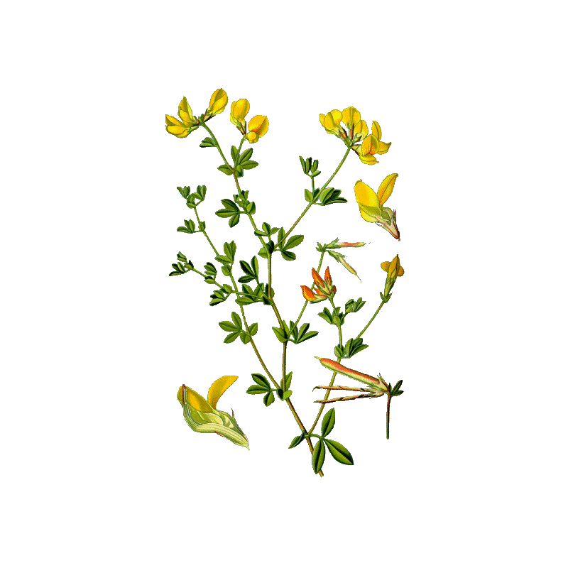 Lotier en gélules (Lotus corniculatus)