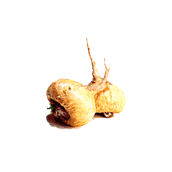 Maca Bio en gélules (Lepidium meyenii*)