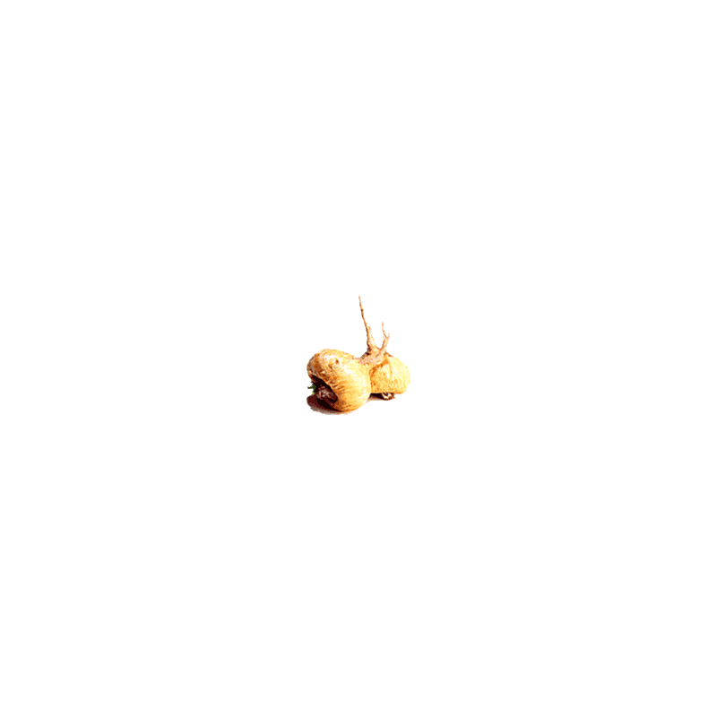 Maca Bio en gélules (Lepidium meyenii*)