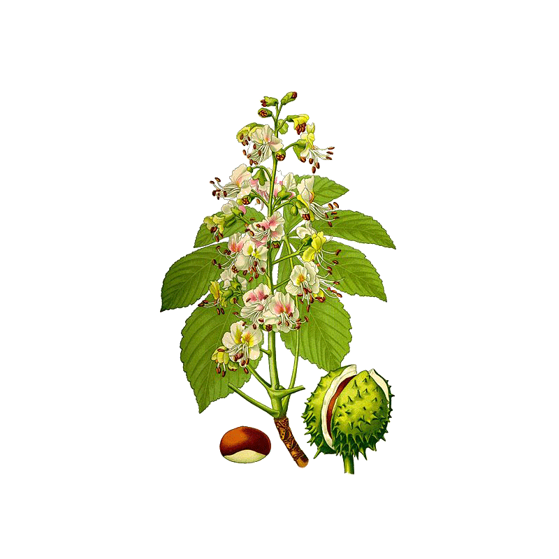 Marron d'Inde Bio en gélules (Aesculus hippocastanum)