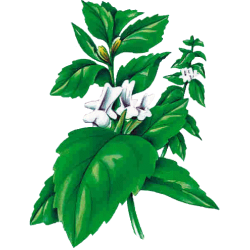 Marrube blanc en gélules (Marrubium vulgare)