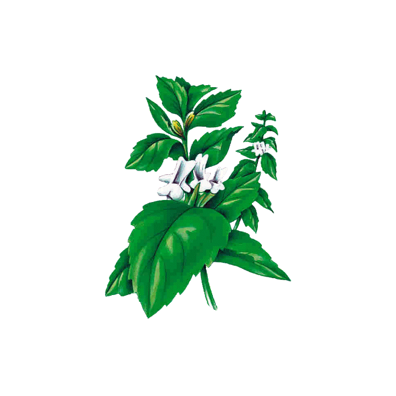 Marrube blanc en gélules (Marrubium vulgare)