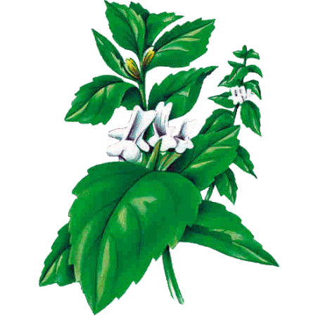 Marrube blanc en gélules (Marrubium vulgare)