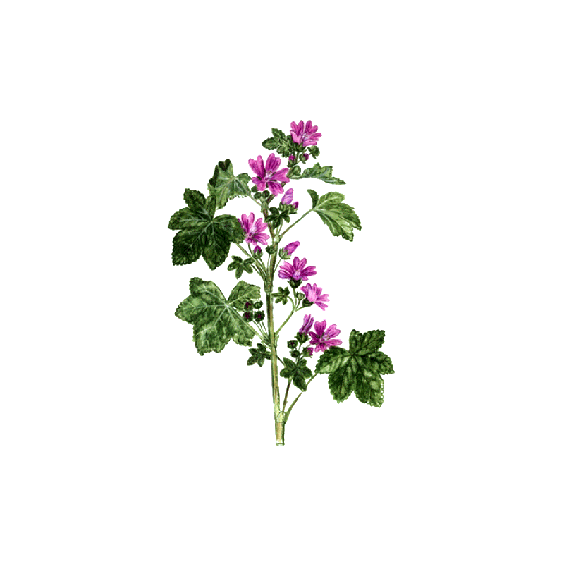 Mauve fleurs en gélules (Malva sylvestris)
